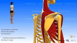 Lépaule antepulsion ou élévation antérieure du bras [upl. by Barsky465]