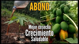 Abono Perfecto para Crecimiento de Planta de Papaya Planta saludable y una mejor cosecha [upl. by Jakoba]