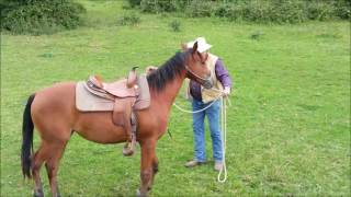 Passive Horsemanship Horse Starting  Saddling Fillies [upl. by Burney]