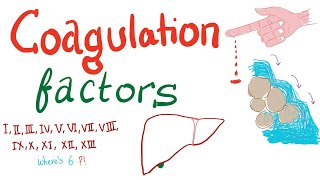 Coagulation Factors  Hemostasis  Hematology [upl. by Assenaj]