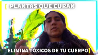 SÚPER MEDICINA 🌱 NATURAL Propiedades Usos Beneficios Recetas [upl. by Rossing646]