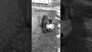 Beautiful Bouvier des Flandres From Farm Dog to Show Dog [upl. by Lawtun]