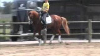 wwwsporthorsesonlinecom Grand Prix dressage schoolmaster for sale [upl. by Meeka]