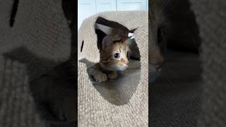 WEIRDEST CAT TOY EVER viral [upl. by Egoreg]