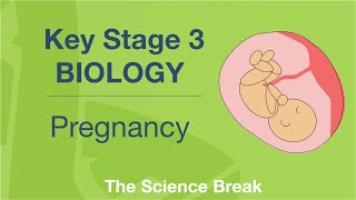 Key Stage 3 Science Biology  Pregnancy [upl. by Rochell]