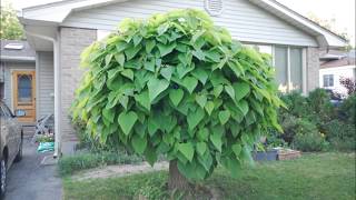 Time Lapse Catalpa Tree Shot each day in May 2014 [upl. by Ijok]