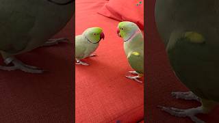 Malayalam talking parrot Kiwi kiwi indianringneck parrot birds trending shorts [upl. by Oni]