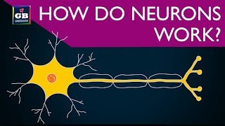 How do neurons work  control and coordination  10th Biology CBSE  NCERT class 10  Xth Science [upl. by Surazal]