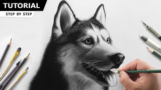 How to Draw Husky Dog  Tutorial for BEGINNERS [upl. by Flavius]