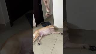 Monday morning yogasana 🧘 TDTF vlogs  funny dog Videos  subscribe [upl. by Qifahs]