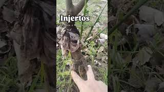 Injertos Cítricos y Poncirus trifoliata [upl. by Couchman]