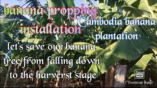 how to do propper propping installation banana  banana farming in Cambodia [upl. by Tniassuot]