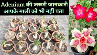 Adenium की पूरी जानकारी Adenium plant care n fertilizer [upl. by Ayim]