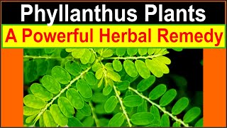 Health benefits of Phyllanthus plants Chanca piedra Bhumi Amla [upl. by Lorenzo]