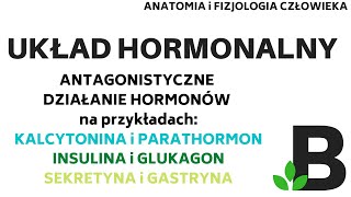 antagonistyczne działanie HORMONÓW układ hormonalny  Anatomia człowieka KOREPETYCJE z BIOLOGII 301 [upl. by Notgnirra]