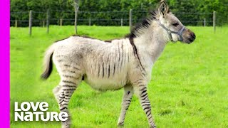 Rare Baby ‘Zonkey’ Born After Zebra Meets Donkey  Oddest Animal Friendships  Love Nature [upl. by Ayomat]