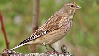 Linnet Bird Close Up in My Garden [upl. by Liahkim]