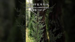 노간주나무 잎 즉 주니퍼Juniperus communis 활용법 TOP 3 [upl. by Reniti486]