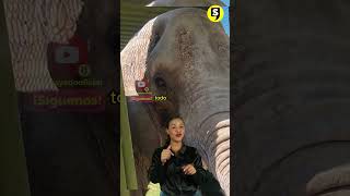 Annie la Elefantita ya se encuentra en el zoológico de San Juan de Aragón🐘💕 [upl. by Glassman455]