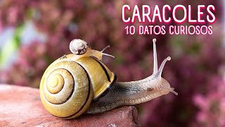 LOS CARACOLES 🐌10 COSAS SOBRE LOS CARACOLES 🐌 DATOS CURIOSO DE LOS CARACOLES caracoles [upl. by Kendy974]