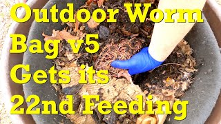 Thoughts of taking outdoor worm bag v5 indoors to the wormery  vermicompost [upl. by Dzoba115]