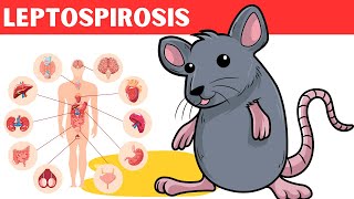 Leptospirosis  Causes Risk Factors Pathology Signs amp Symptoms Diagnosis And Treatment [upl. by Beasley]