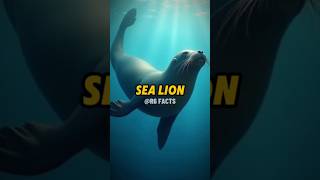 MindBlowing Facts About Sea Lions sealions marinelife factshorts [upl. by Beyer456]