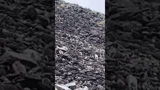 Mountain goats 🐐 on snowdon miners track [upl. by Perpetua763]