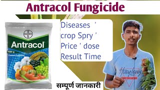 Bayer Antracol fungicide propineb 70 Wp antracol Hindi full details VideoBayer productफंगीसाइड [upl. by Rramal]