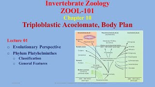 Triploblastic Acoelomates Evolutionary Perspective Platyhelminthes Classification [upl. by Elyak]