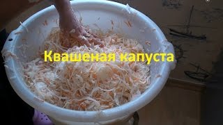 Квашеная капуста в домашних условиях рецепт [upl. by Thaddus]