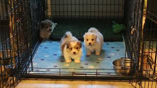 Coton de Tulear Puppies For Sale  Joy 9723 [upl. by Cosette380]