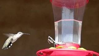 Praying mantis hunting hummingbirds 300fps [upl. by Anitsirhc]