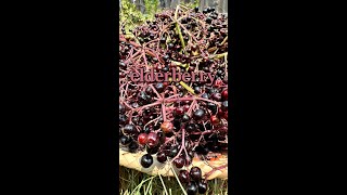 Elderberry toxicity amp ID [upl. by Saxena]