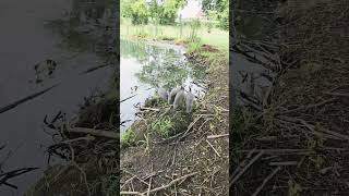 guinea fowl flying [upl. by Farlie]