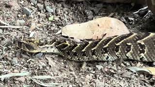 Bitis arietans  víbora bufadora  puff adder [upl. by Rachaba]