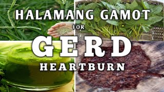 HALAMANG GAMOT AT NATURAL REMEDIES PARA SA HEARTBURN GERD AT ACID REFLUX  NATURER [upl. by Norehc344]