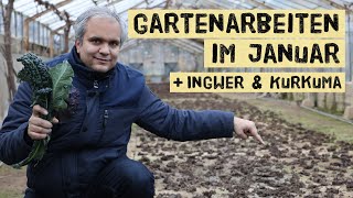 Drei sinnvolle Gartenarbeit im Januar  Ingwer und Kurkuma Anzucht  Tipps vom Gärtner [upl. by Namreh]