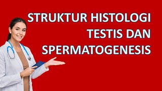 Struktur Mikroskopis Testis dan Spermatogenesis [upl. by Limak]