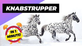 Knabstrupper  In 1 Minute 🐴 One Of The Most Beautiful Horses In The World  1 Minute Animals [upl. by Ojeibbob111]