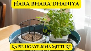 How to Grow Dhaniya Without SandDhaniya Kaise Ugaye Bina Mitti keMagical Way to Grow Dhaniya Home [upl. by Nalepka]