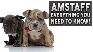 AMERICAN STAFFORDSHIRE TERRIER 101 Everything You Need To Know About Owning a AMSTAFF Puppy [upl. by Ahsinrac]