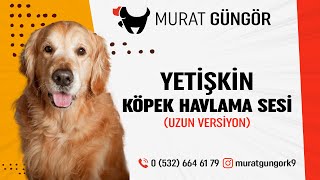 Gerçek Havlayan Köpek Sesi  Dogs Barking  Yüksek Kalite amp Uzun Versiyon [upl. by Kurtzig]