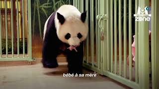 Naissance exceptionnelle de bébés panda  🐼  Extrait archives M6 Video Bank [upl. by Mastic225]