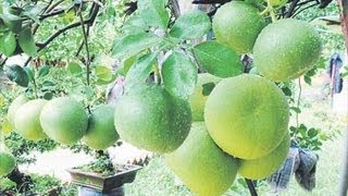 Pomelo Fruit Kambili Naranga  An Important Citrus Fruit [upl. by Donelu]