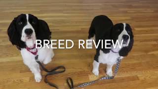 English Springer Spaniel Review [upl. by Yntruoc]