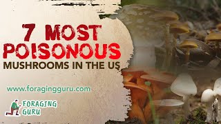 7 Most Poisonous Mushrooms In The US [upl. by Ahsineb]