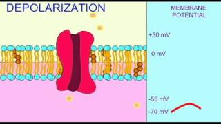 AP1 NEURON DEPOLARIZATION [upl. by Bink]