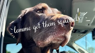 Can Rivers the Chocolate Lab Catch a Squirrel squirrelwatching [upl. by Nylatsyrk]