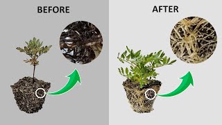 Root Rot Plant Disease  Causes amp Cure  Root Rot Treatment  Plant Disease [upl. by Nahej]